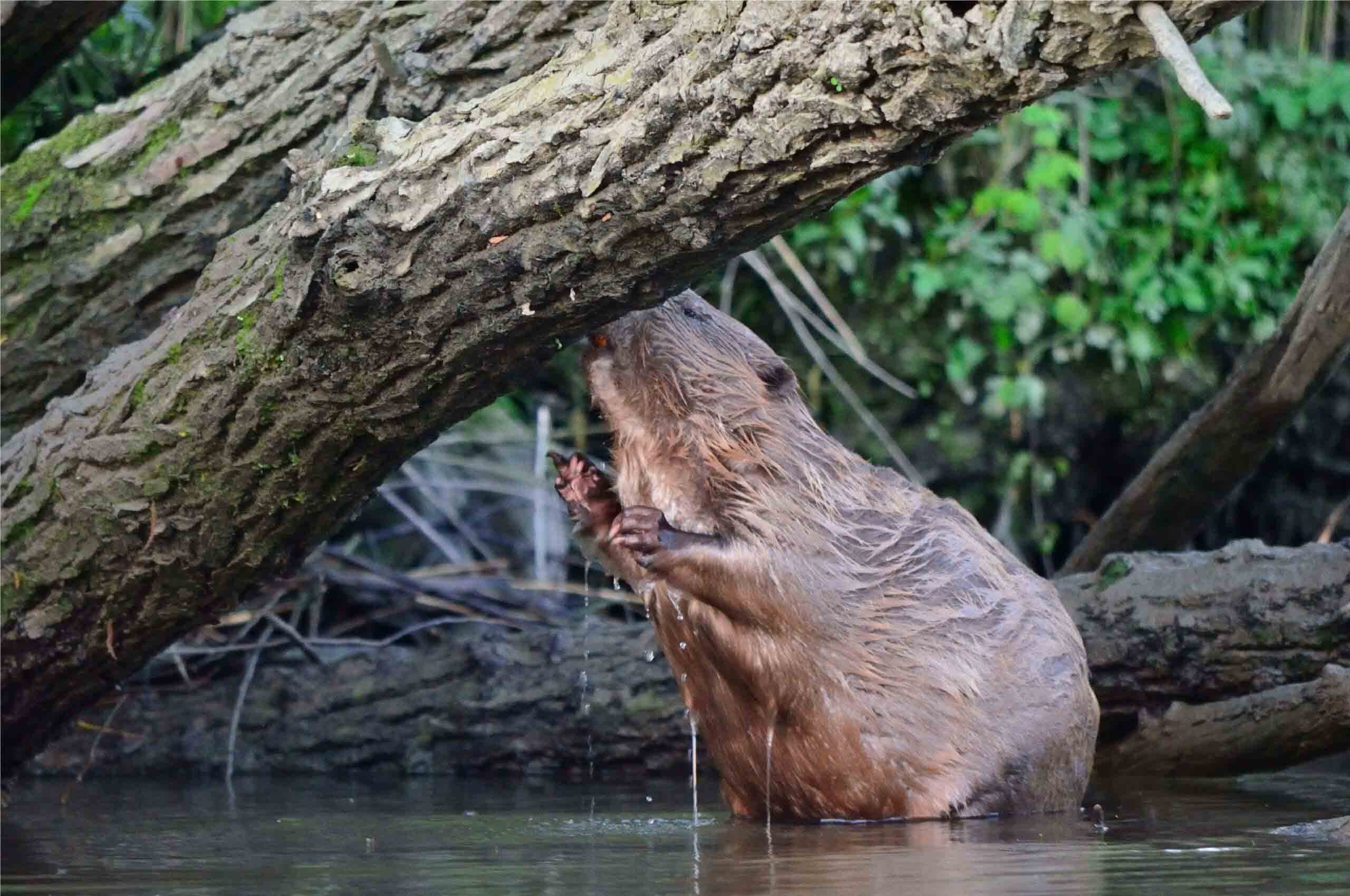 Biesbosch bever